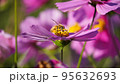 コスモスと蜂 95632693