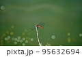 赤とんぼの池 95632694