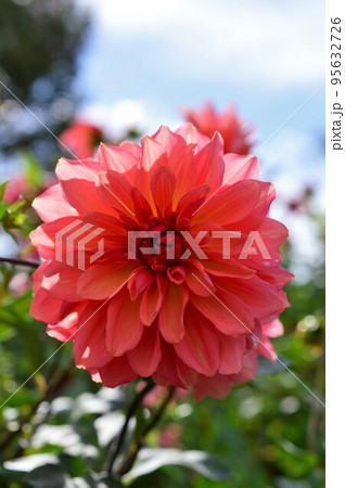 赤色　ダリア dahlia 95632726