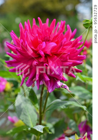 赤色 ダリア dahlia 赤色 ダリア dahlia 95632729