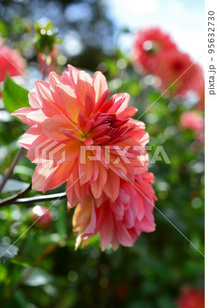 赤色　ダリア dahlia 95632730