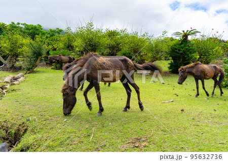 開聞山麓自然公園のトカラ馬 95632736