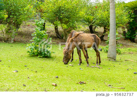 開聞山麓自然公園のトカラ馬 95632737