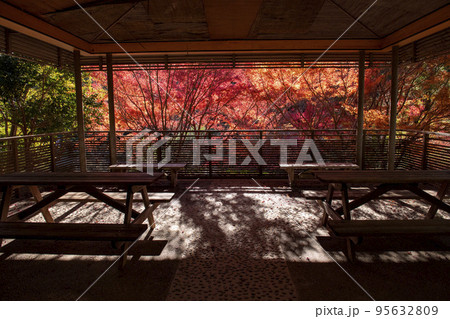 紅葉の東山植物園 95632809