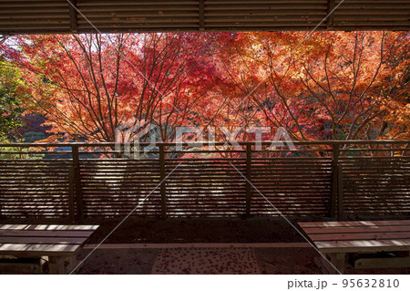 紅葉の東山植物園 95632810