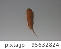 ニンジン 食べ物 フード 95632824