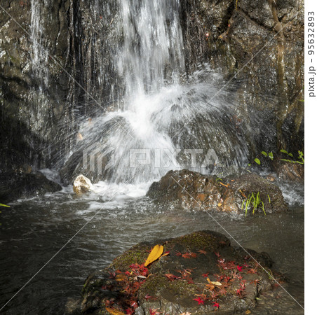 紅葉の東山植物園 95632893