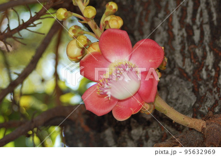 バンコク（タイ）のワット・ポーに咲く沙羅双樹の花 95632969