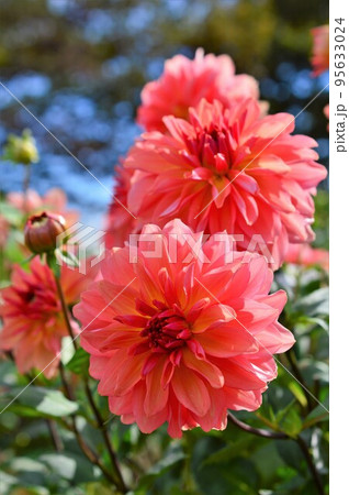 ダリア Dahlia 赤色 ダリア Dahlia 赤色 95633024