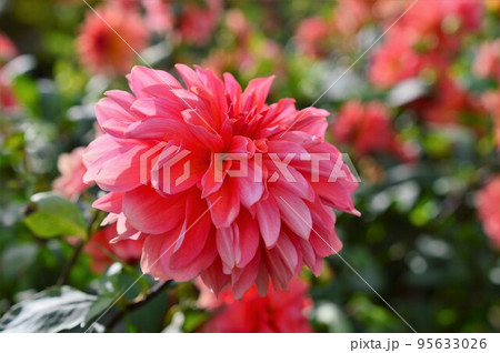 ダリア Dahlia 赤色 ダリア Dahlia 赤色 95633026