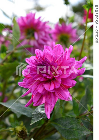 ダリア　Dahlia　絞り柄 95633028