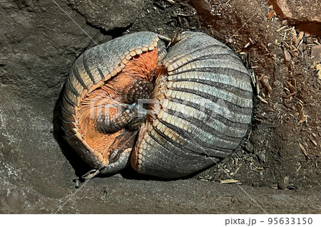 Closeup on two Big hairy Armadillo, Chaetophractus villosus curled and sleeping 95633150