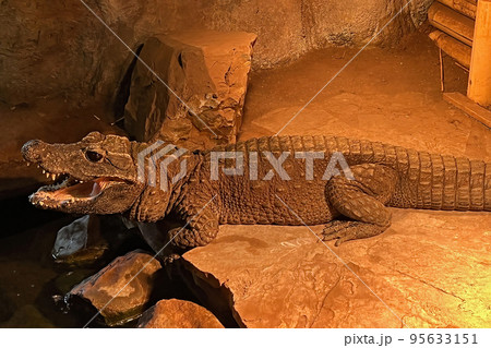 Closeup on an endangered Western Dwarf Crocodile , Osteolamus tetraspis at the Tilburg, Oliemeulen Zoo, Netherlands Closeup on an endangered Western Dwarf Crocodile , Osteolamus tetraspis at the Tilburg, Oliemeulen Zoo, Netherlands 95633151