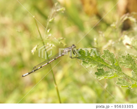 Closeup on a Common bluet damselfly, Enallagma cyathigerum, perched in the vegetation Closeup on a Common bluet damselfly, Enallagma cyathigerum, perched in the vegetation 95633305