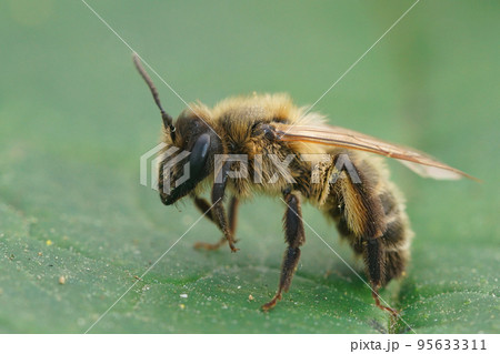 Closeup on a brown female of the rare Trimmers mining bee, Andrena trimmerana Closeup on a brown female of the rare Trimmers mining bee, Andrena trimmerana 95633311