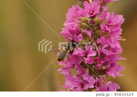 Closeup on a female solitary leafcutter bee , Megachile , on a purple loosestrife plant, Lythraria salicariae Closeup on a female solitary leafcutter bee , Megachile , on a purple loosestrife plant, Lythraria salicariae 95633324