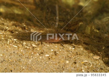 Closeup on a larval Japanese endangered Riu-Kiu sword-tailed newt, Cynops ensicauda ensicauda Closeup on a larval Japanese endangered Riu-Kiu sword-tailed newt, Cynops ensicauda ensicauda 95633345