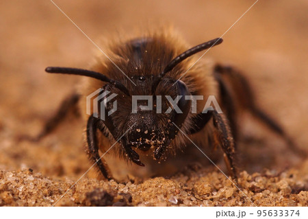 Frontal closeup on a female Early cellophane bee, Colletes cuniculariussitting on the ground 95633374