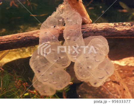 Closeup on an egg-sac of the Japanese endemic Hokkaido salamander, Hynbobius retardatus 95633377