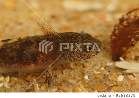 Closeup on a larvae of the Japanese endemic Hokkaido salamander, Hynbobius retardatus 95633379