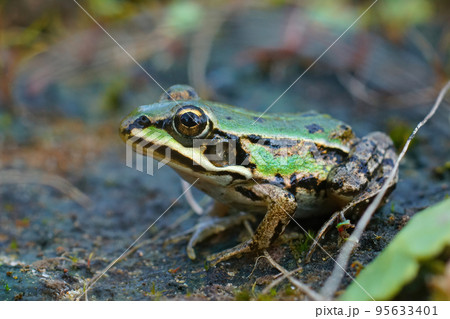 Closeup on a colorful green sub-adult Marsh frog, Pelophylax ridibundus 95633401