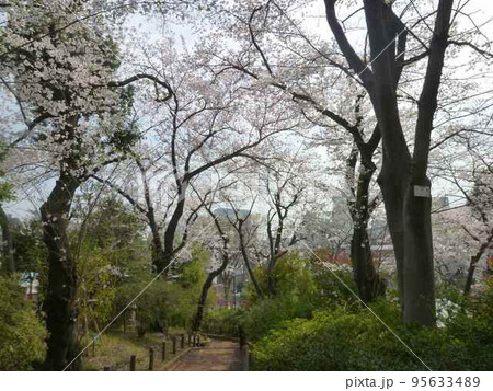 鍋島松濤公園の桜 (東京都渋谷区) 鍋島松濤公園の桜 (東京都渋谷区) 95633489