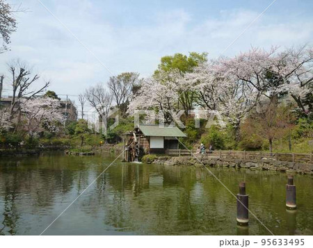 鍋島松濤公園の桜 (東京都渋谷区) 鍋島松濤公園の桜 (東京都渋谷区) 95633495