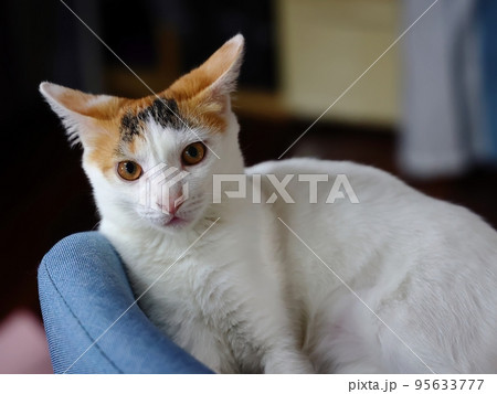 動物 動物学 可愛い動物 95633777