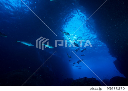 小笠原 嫁島『マグロ穴』のイソマグロの群れ 小笠原 嫁島『マグロ穴』のイソマグロの群れ 95633870