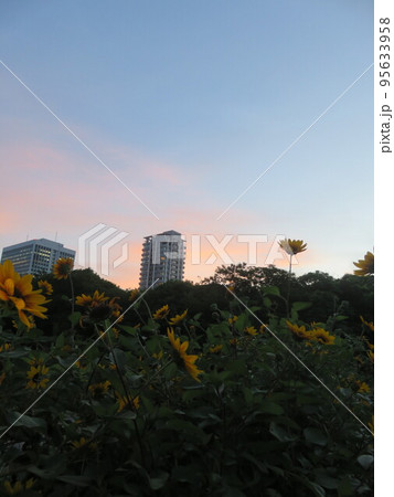 夕暮れ時の風景 95633958