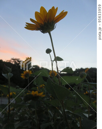 ルドベキアの花と夕暮れ時の空 95633959