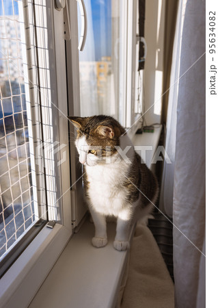 Fat cat sitting on sill behind curtain, window with safety net for cats. Sunny weather, blue sky. Soft focus 95634082