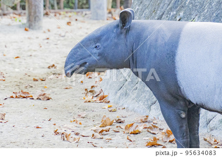 マレーバクの日常 95634083