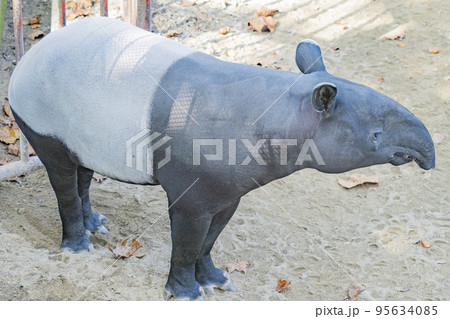 マレーバクの日常 95634085