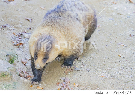 アナグマの日常 95634272