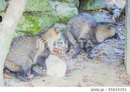 タヌキ（亜種：ホンドタヌキ）の日常 95634291