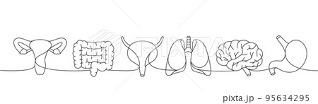 Set of human organs one line continuous drawing. Lungs, brain, stomach, bladder, reproductive system, intestines continuous one line illustration. 95634295