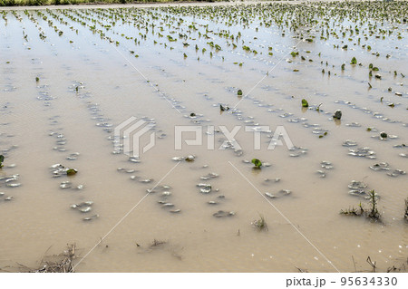台風の大雨で増水し冠水被害にあったブロッコリーの苗 台風の大雨で増水し冠水被害にあったブロッコリーの苗 95634330