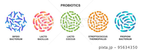 Probiotics. Lactic acid bacterium. Bifidobacterium, lactobacillus, lactococcus, streptococcus thermophilus, propionibacterium. Vector illustration Probiotics. Lactic acid bacterium. Bifidobacterium, lactobacillus, lactococcus, streptococcus thermophilus, propionibacterium. Vector illustration 95634350