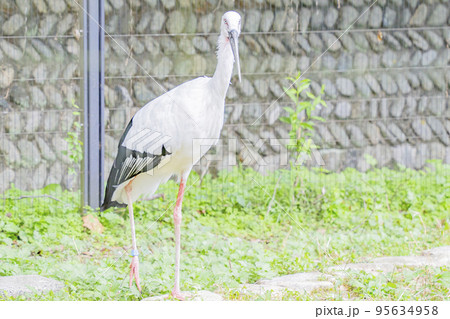 コウノトリの日常 95634958