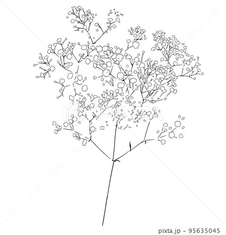 カスミ草 カスミ草 95635045