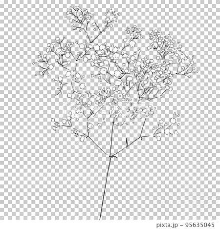 カスミ草 カスミ草 95635045