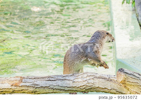ユーラシアカワウソの日常 ユーラシアカワウソの日常 95635072
