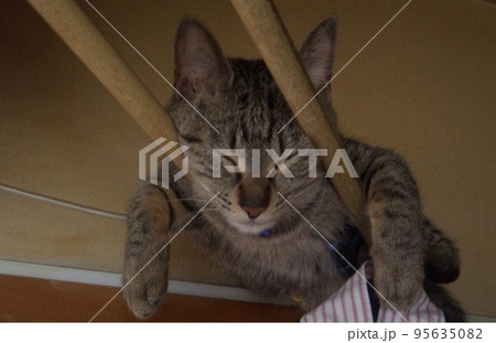 猫 猫 95635082