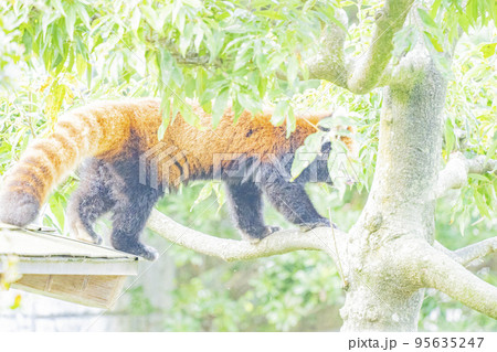 みんなのアイドル、レッサーパンダ 95635247