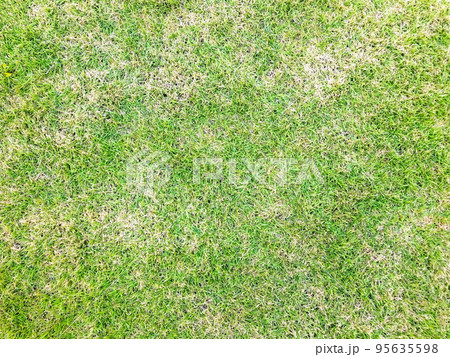 Pests and disease cause amount of damage to green lawns, lawn in bad condition and need maintaining. 95635598