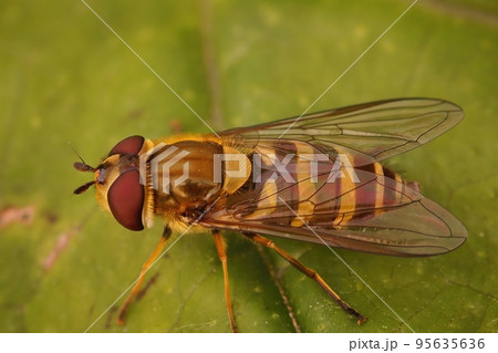 Closeup on a yellow striped, haire-eyed Syrphus torvus hoverfly Closeup on a yellow striped, haire-eyed Syrphus torvus hoverfly 95635636