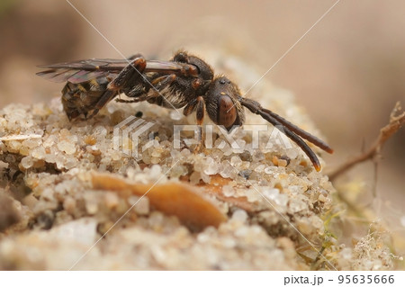 Closeup on a female of the small kleptoparasite Sheppard's Nomad bee, Nomada sheppardana 95635666