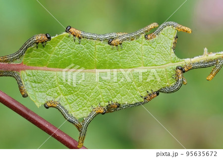 Closeup on the the spotted larvae of the Willow sawfly , Nematus salicis on Saix caprea 95635672