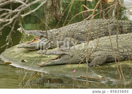Two Nile crocodiles, Crocodylus niloticus, resting together on the board of a waterside Two Nile crocodiles, Crocodylus niloticus, resting together on the board of a waterside 95635693
